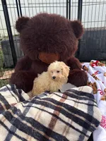 Jellybean , a male Bichon Frise and Shih Tzu for sale in Fayetteville, NC – 1 of 6