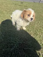 Sadie, a female Bichon Frise and Shihpoo for sale in Fayetteville, NC – 4 of 9