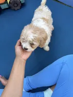 Bentley, a male Shih Tzu and Bichpoo for sale in Fayetteville, NC – 2 of 3