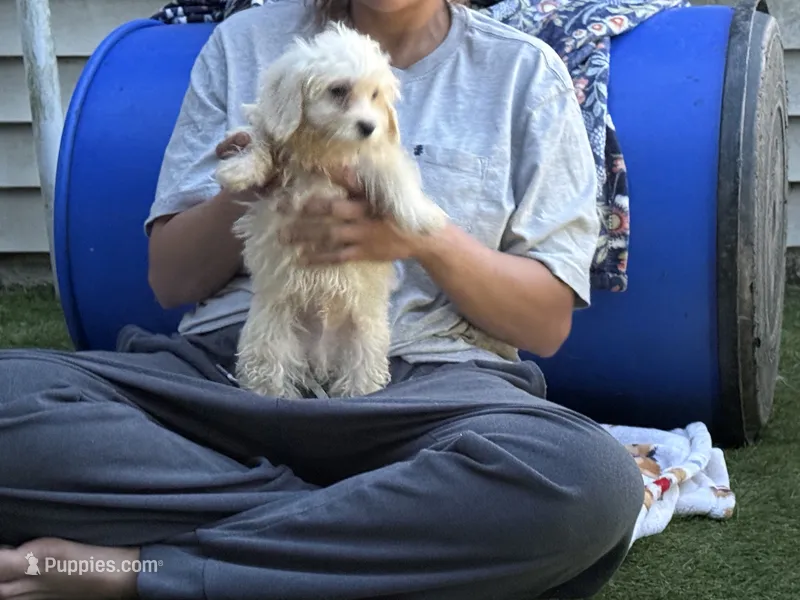 Muffin – Shih Tzu, Bichpoo puppy for sale in Fayetteville, NC