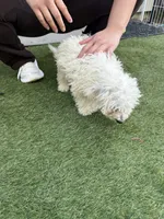 Chip, a male Shih Tzu and Bichpoo for sale in Fayetteville, NC – 3 of 6