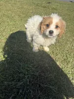 Sadie, a female Bichon Frise and Shihpoo for sale in Fayetteville, NC – 3 of 9