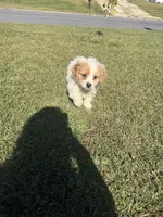 Sadie, a female Bichon Frise and Shihpoo for sale in Fayetteville, NC – 8 of 9