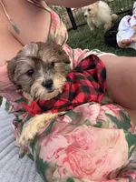 Cookie, a male Bichon Frise and Shih Tzu for sale in Fayetteville, NC – 2 of 10