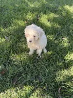 Colton, a male Shih Tzu and Bichpoo for sale in Fayetteville, NC – 3 of 7