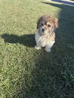Fudge, a male Bichon Frise and Shihpoo for sale in Fayetteville, NC – 4 of 5