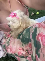Willow, a female Bichon Frise and Shih Tzu for sale in Fayetteville, NC – 7 of 9