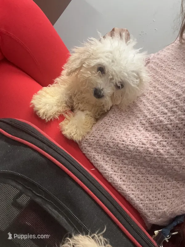 Mimi – Bichon Frise, Shihpoo puppy for sale in Fayetteville, NC