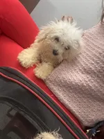 Mimi, a female Bichon Frise and Shihpoo for sale in Fayetteville, NC – 1 of 4