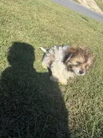 Fudge, a male Bichon Frise and Shihpoo for sale in Fayetteville, NC – 2 of 5
