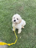  Potty trained Luna, a female Bichon Frise and Shichon for sale in Fayetteville, NC – 2 of 7