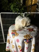 Charlie, a male Bichon Frise and Shih Tzu for sale in Fayetteville, NC – 2 of 4