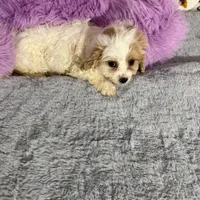 Lovely, a female Bichon Frise and Shih Tzu for sale in Fayetteville, NC – Photo 1 of 3