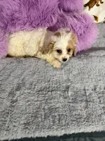 Lovely, a female Bichon Frise and Shih Tzu for sale in Fayetteville, NC – Photo 1 of 3