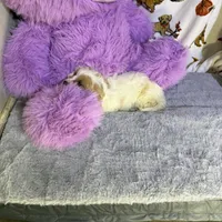 Lovely, a female Bichon Frise and Shih Tzu for sale in Fayetteville, NC – Photo 3 of 3