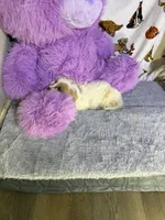 Lovely, a female Bichon Frise and Shih Tzu for sale in Fayetteville, NC – Photo 3 of 3