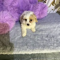 Lovely, a female Bichon Frise and Shih Tzu for sale in Fayetteville, NC – Photo 2 of 3