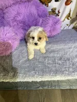 Lovely, a female Bichon Frise and Shih Tzu for sale in Fayetteville, NC – Photo 2 of 3