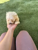 Happy , a male Bichon Frise and Shihpoo for sale in Fayetteville, NC – 5 of 6