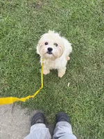  Potty trained Luna, a female Bichon Frise and Shichon for sale in Fayetteville, NC – 7 of 7