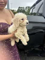 Teddy, a male Shih Tzu and Shichon for sale in Fayetteville, NC – 2 of 5