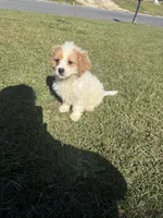 Sadie, a female Bichon Frise and Shihpoo for sale in Fayetteville, NC – 2 of 9