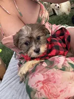Cookie, a male Bichon Frise and Shih Tzu for sale in Fayetteville, NC – 1 of 10