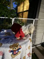 Charlie, a male Bichon Frise and Shih Tzu for sale in Fayetteville, NC – 3 of 4