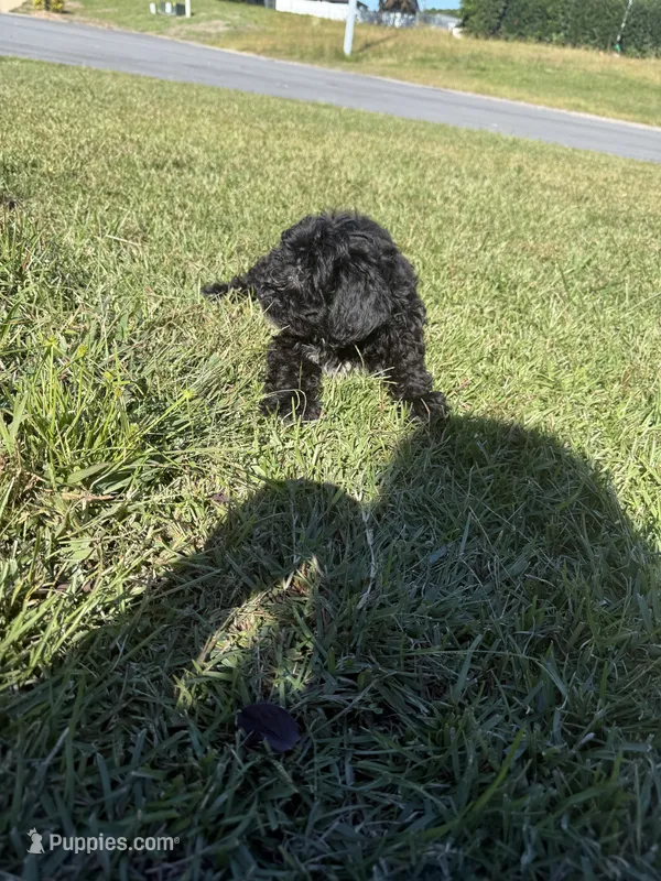 Chocolate – Shih Tzu, Bichpoo puppy for sale in Fayetteville, NC