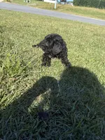 Chocolate, a male Shih Tzu and Bichpoo for sale in Fayetteville, NC – 1 of 6