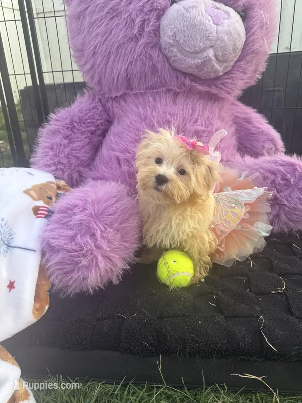 Willow – Bichon Frise, Shih Tzu puppy for sale in Fayetteville, NC