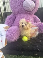 Willow, a female Bichon Frise and Shih Tzu for sale in Fayetteville, NC – 1 of 9