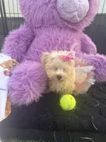 Willow, a female Bichon Frise and Shih Tzu for sale in Fayetteville, NC – 3 of 9