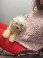 Mimi, a female Bichon Frise and Shihpoo for sale in Fayetteville, NC – 3 of 4