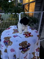 Hershey, a female Shih Tzu and Bichpoo for sale in Fayetteville, NC – 5 of 6
