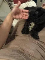 Bear, a male Bichon Frise and Shihpoo for sale in Fayetteville, NC – 3 of 6