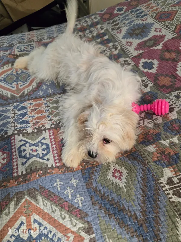 Luna – Bichon Frise, Shihpoo puppy for sale in Fayetteville, NC