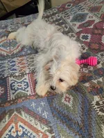 Luna, a female Bichon Frise and Shihpoo for sale in Fayetteville, NC – 1 of 3