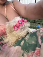 Willow, a female Bichon Frise and Shih Tzu for sale in Fayetteville, NC – 6 of 9