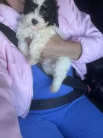 processed/edf1c7fb-dfea-4143-9672-b452f61e0e64/listing/bece3b52-bc42-4ece-8d60-62557218484a/4bc01adc-e610-4662-b718-e663189ae407