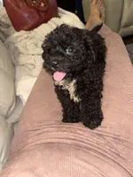 Bear, a male Bichon Frise and Shihpoo for sale in Fayetteville, NC – 2 of 6