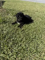 Chocolate, a male Shih Tzu and Bichpoo for sale in Fayetteville, NC – 4 of 6