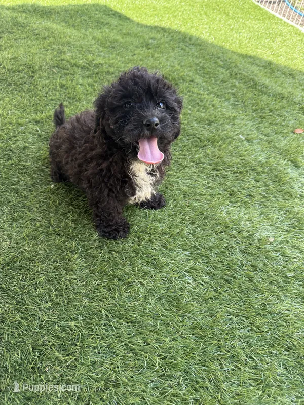 Bear – Bichon Frise, Shihpoo puppy for sale in Fayetteville, NC