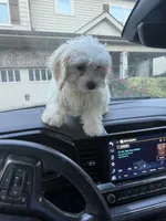 Chloe, a female Shih Tzu and Bichpoo for sale in Fayetteville, NC – 7 of 8