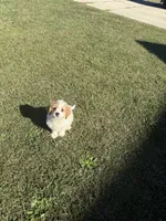 Sadie, a female Bichon Frise and Shihpoo for sale in Fayetteville, NC – 9 of 9