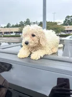 Teddy, a male Shih Tzu and Shichon for sale in Fayetteville, NC – 4 of 5