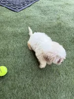 Cheddar , a male Shih Tzu and Bichpoo for sale in Fayetteville, NC – 4 of 6