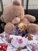 Snickers , a female Shichon for sale in Fayetteville, NC – 10 of 10