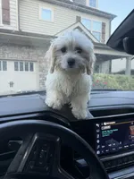 Chloe, a female Shih Tzu and Bichpoo for sale in Fayetteville, NC – 8 of 8