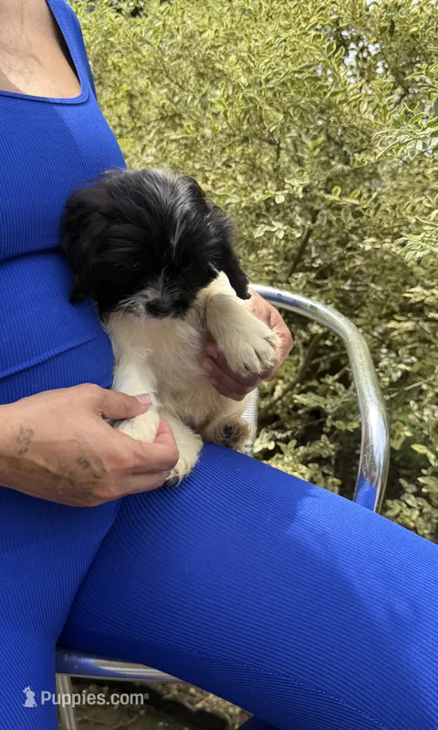 Sugar  – Bichon Frise, Shihpoo puppy for sale in Fayetteville, NC